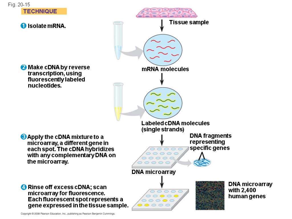 Fig. 20-15 TECHNIQUE Isolate mRNA. Make cDNA by reverse transcription, using fluorescently labeled nucleotides.